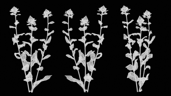 Safflower Distaff Thistle False Saffron Carthamus Tinctorius