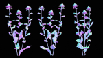 Safflower Distaff Thistle False Saffron Carthamus Tinctorius