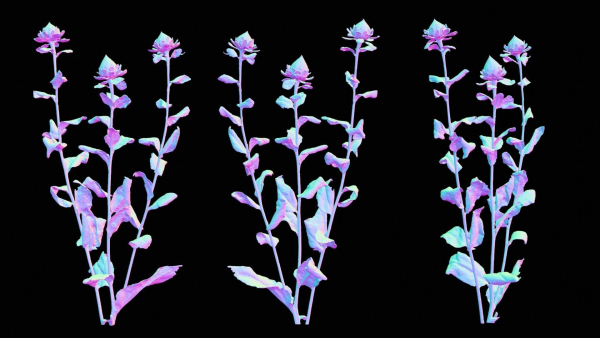Safflower Distaff Thistle False Saffron Carthamus Tinctorius