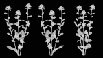 Safflower Distaff Thistle False Saffron Carthamus Tinctorius