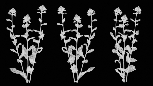 Safflower Distaff Thistle False Saffron Carthamus Tinctorius