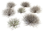 Sagebrush branch of twigs