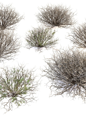 sagebrush-3d-model-max-obj-fbx