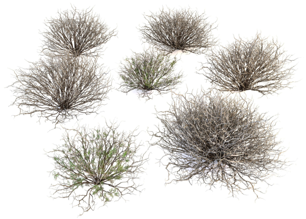 Sagebrush branch of twigs