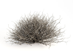 Sagebrush branch of twigs