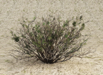 Sagebrush branch of twigs