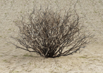 Sagebrush branch of twigs