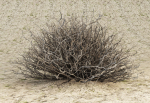 Sagebrush branch of twigs