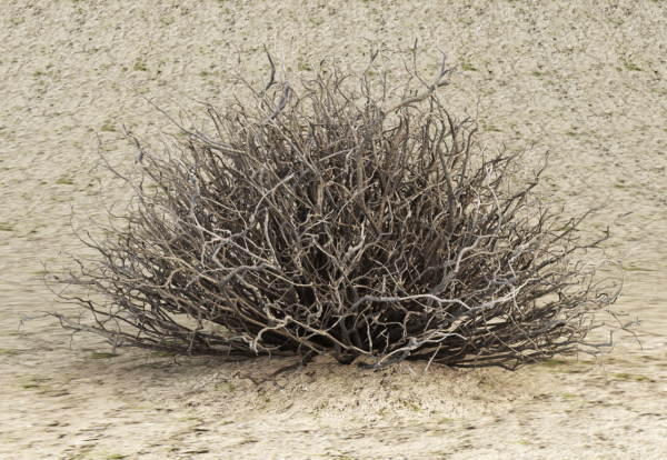 Sagebrush branch of twigs