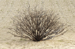 Sagebrush branch of twigs