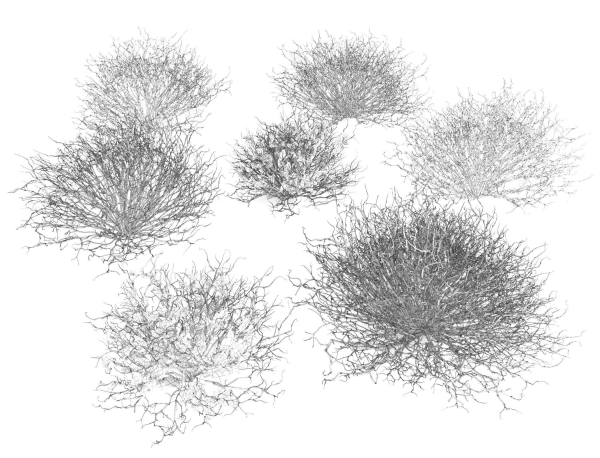 Sagebrush branch of twigs