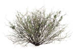 Sagebrush branch of twigs