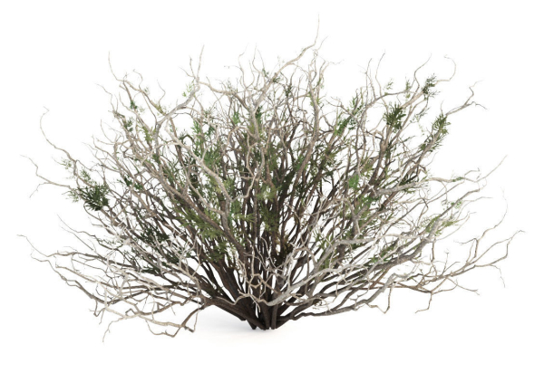 Sagebrush branch of twigs