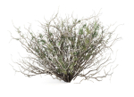 Sagebrush branch of twigs