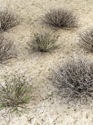 Sagebrush branch of twigs