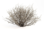 Sagebrush branch of twigs