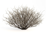 Sagebrush branch of twigs