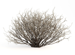 Sagebrush branch of twigs