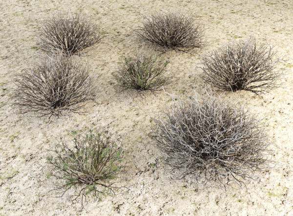 Sagebrush branch of twigs