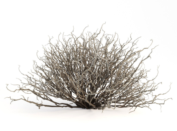 Sagebrush branch of twigs
