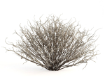 Sagebrush branch of twigs