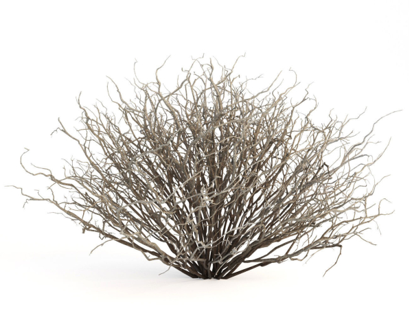 Sagebrush branch of twigs