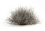 Sagebrush branch of twigs