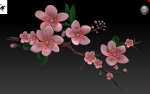 sakura branch of cherry blossoms
