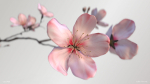 Sakura Branch