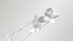 Sakura Branch