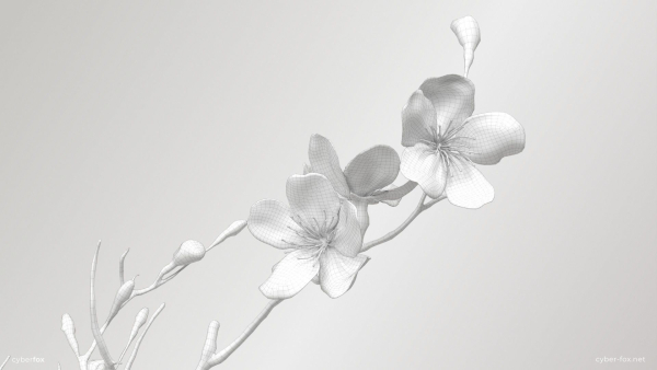 Sakura Branch