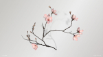 Sakura Branch