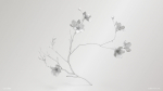 Sakura Branch