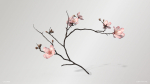 Sakura Branch