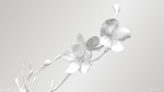 Sakura Branch