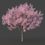 Sakura Tree
