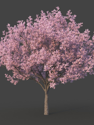 sakura-tree-3d-model-385433540d
