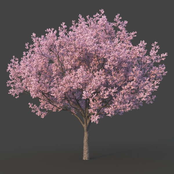 Sakura Tree
