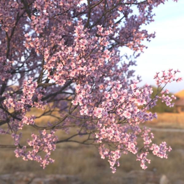 Sakura Tree