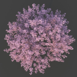 Sakura Tree