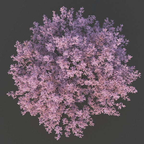 Sakura Tree