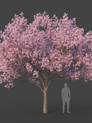 Sakura Tree