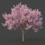 Sakura Tree