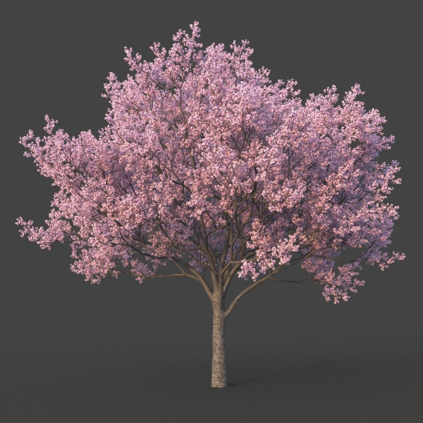 Sakura Tree