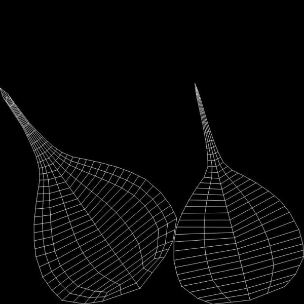 Salak pine cone