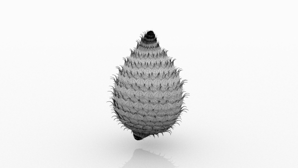Salak pine cone