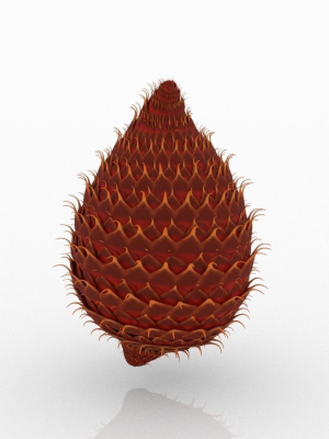 Salak pine cone