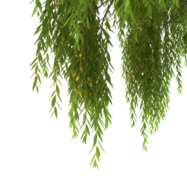 Salix babylonica Tree