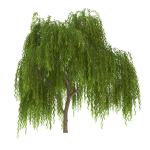 Salix babylonica Tree