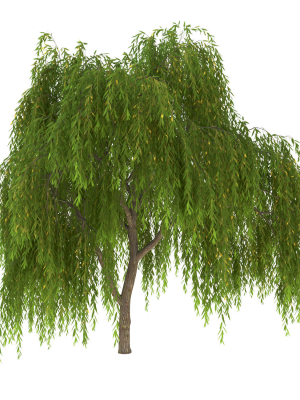 salix-babylonica-tree-3d-model-39940b37bc